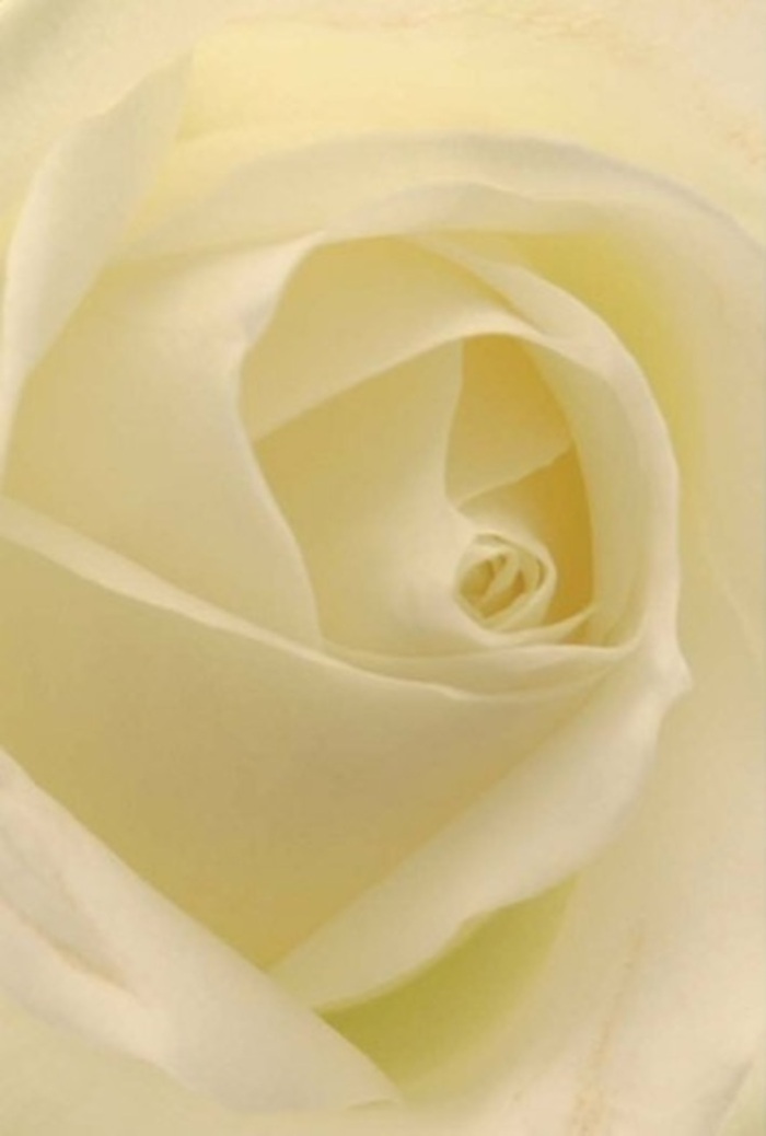 Upon a close gaze at this classic white rose, expertly arranged near Peckham Rye by skilled florists, one is drawn into the tranquility and sophistication that each petal conveys. The bloom's architecture is a masterpiece of layering: smooth swathes of pure white drift toward the core, gently merging with creamy undertones that appear as if they are lit from within. The light in the image is soft and enveloping, recalling the gentle afternoons that grace the local gardens near Queen's Road. This rose, with its near-perfect spiraled heart, seems to embody purity, resilience, and the quiet strength so often observed in Peckham's diverse community. Subtle gradations of colour and shadow dance across its surface, highlighting the natural beauty and skilled craftsmanship present in every bouquet arranged by Flowers Peckham. The composition exudes serenity-the kind that makes it the ideal choice for an elegant wedding centrepiece, a romantic overture, or a sincere gesture of apology. One can all but sense the crisp, green-floral fragrance that hovers over each petal, inviting calm and reflection. The rose's presentation, understated yet undeniably compelling, mirrors the beauty and warmth of a thoughtful floral offering tailored for any heartfelt event in and around Peckham's vibrant neighbourhoods.